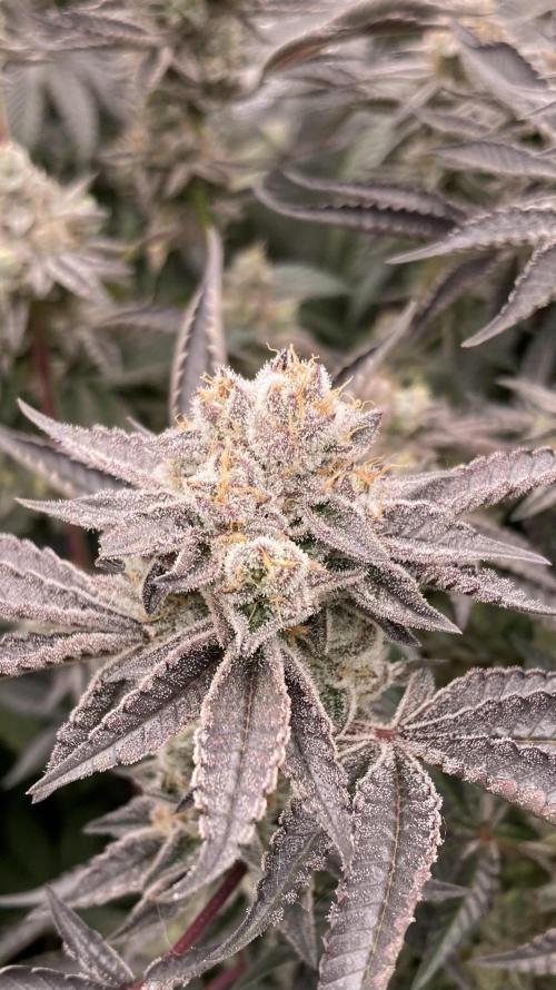 Sugoi Zushi (In House Genetics). Week 20