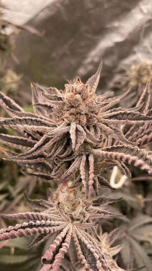 Sugoi Zushi (In House Genetics). Week 20