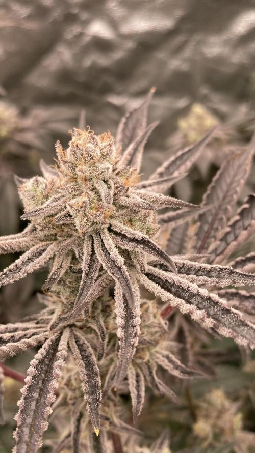 Sugoi Zushi (In House Genetics). Week 20