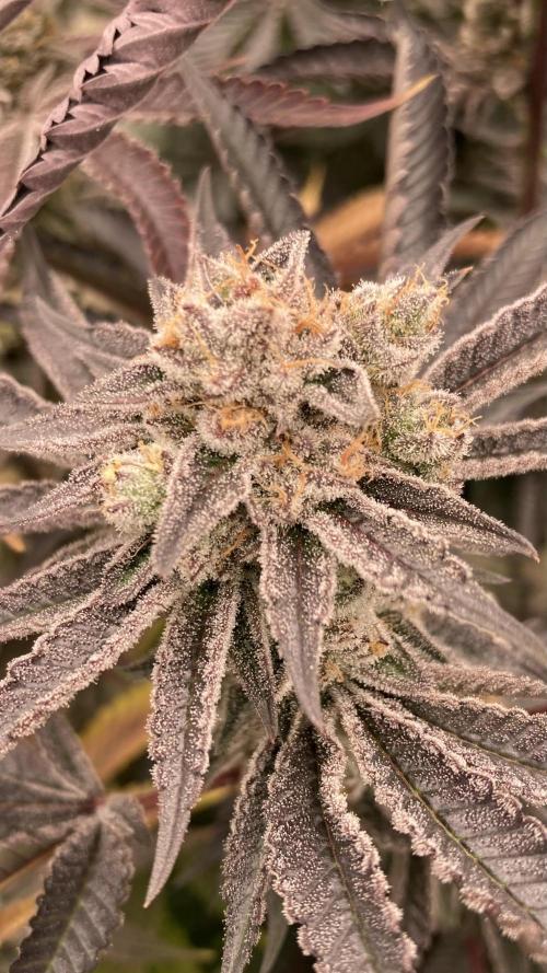 Sugoi Zushi (In House Genetics). Week 20