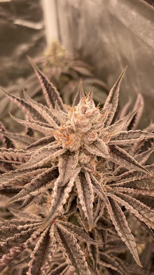 Sugoi Zushi (In House Genetics). Week 20