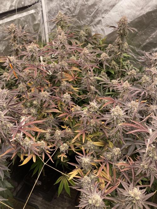 Sugoi Zushi (In House Genetics). Week 20