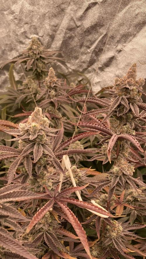 Sugoi Zushi (In House Genetics). Week 20