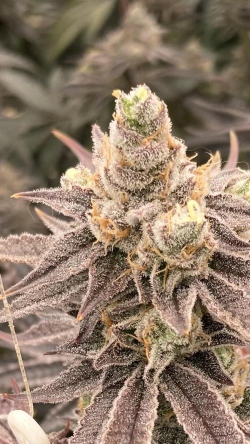 Sugoi Zushi (In House Genetics). Week 20