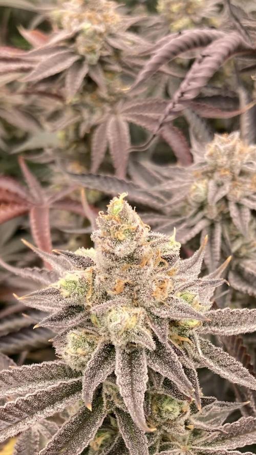 Sugoi Zushi (In House Genetics). Week 20