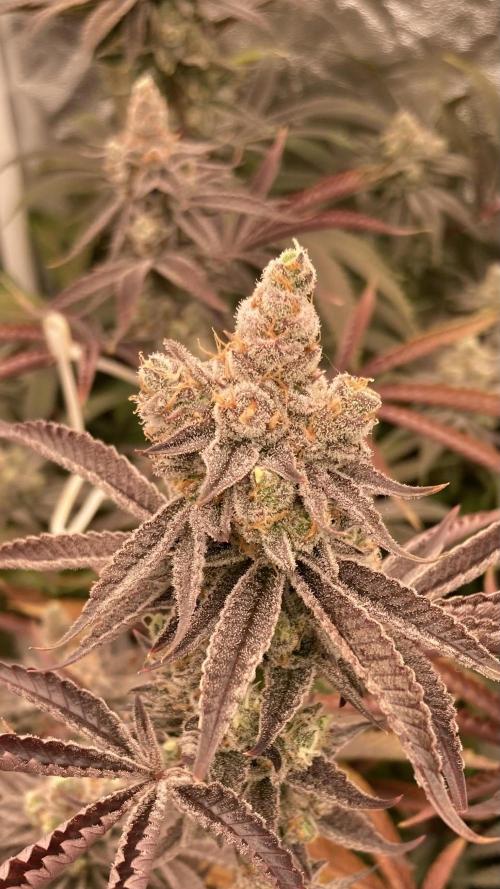 Sugoi Zushi (In House Genetics). Week 20