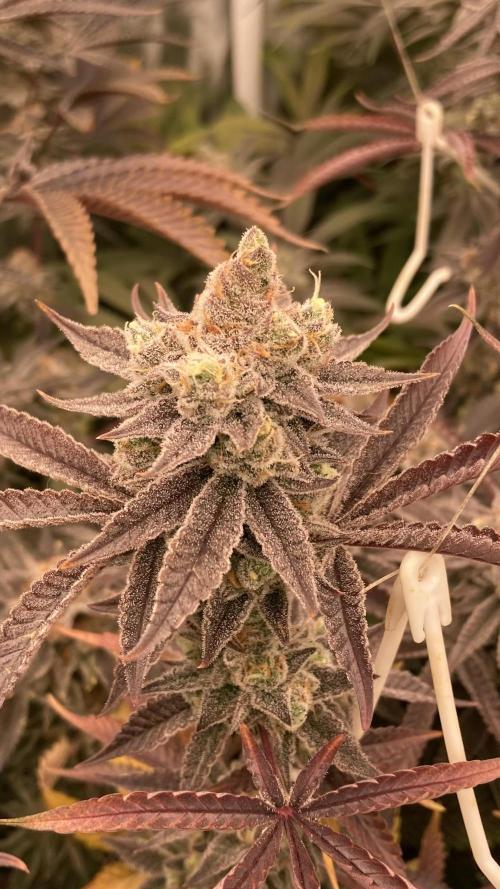 Sugoi Zushi (In House Genetics). Week 20