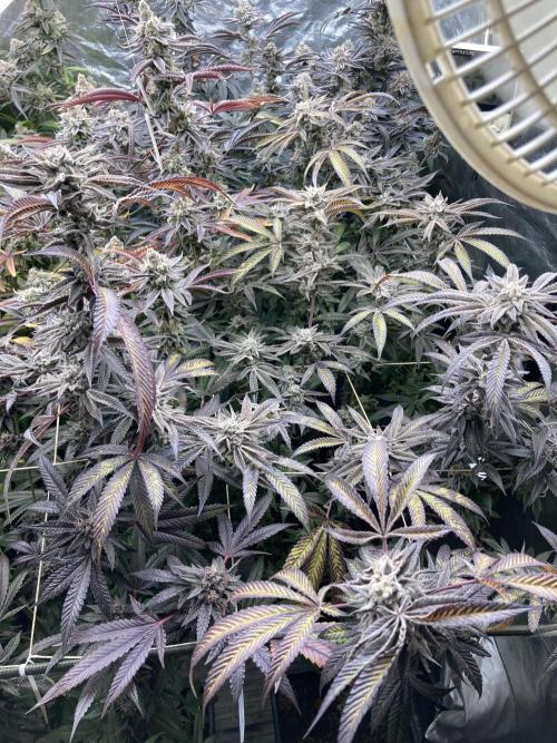 Pink Runtz x Hollywood (Cookies). Week 19