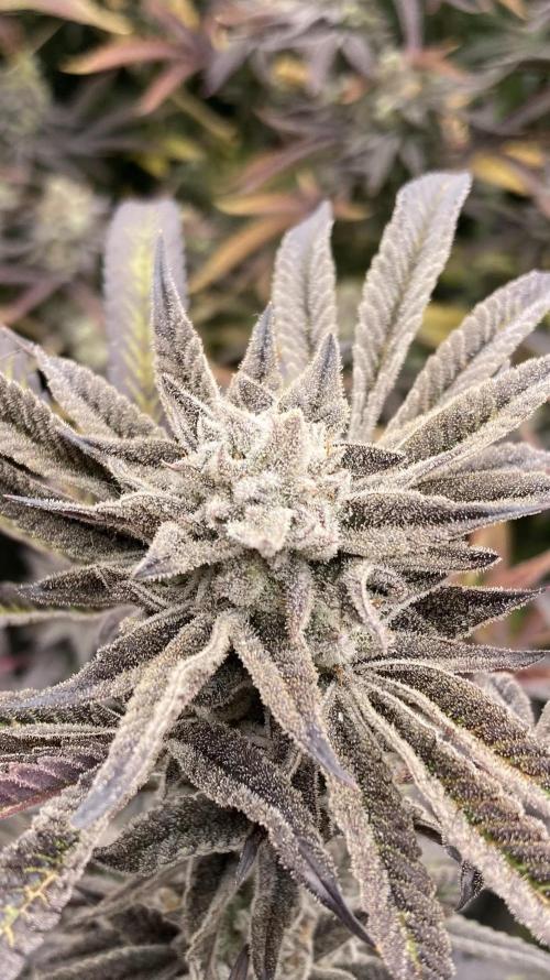 Pink Runtz x Hollywood (Cookies). Week 19