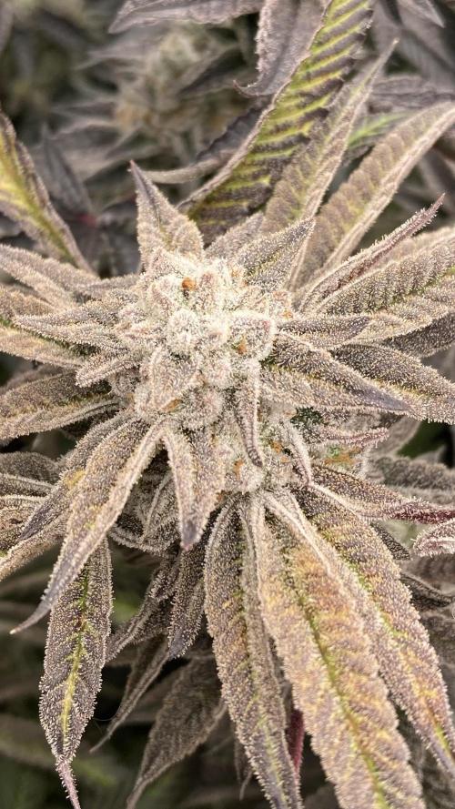 Pink Runtz x Hollywood (Cookies). Week 19