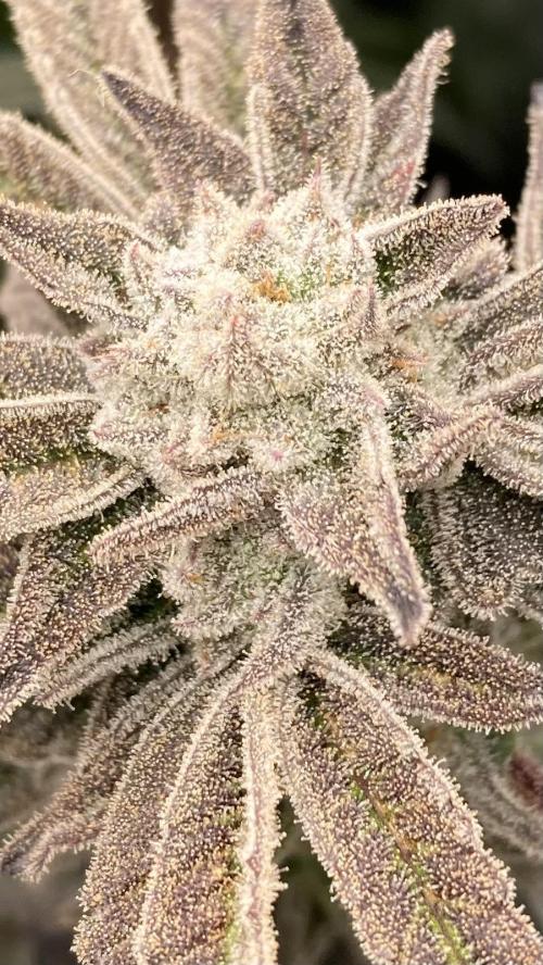 Pink Runtz x Hollywood (Cookies). Week 19