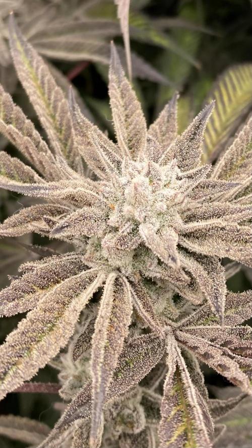 Pink Runtz x Hollywood (Cookies). Week 19