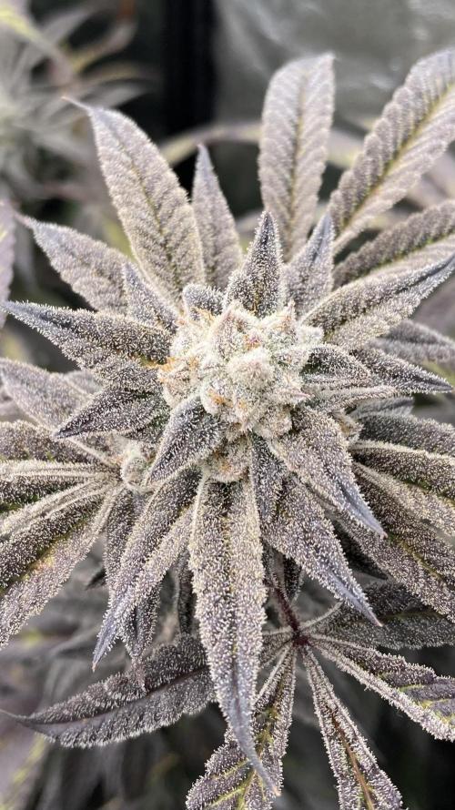 Pink Runtz x Hollywood (Cookies). Week 19