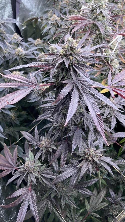 Pink Runtz x Hollywood (Cookies). Week 19