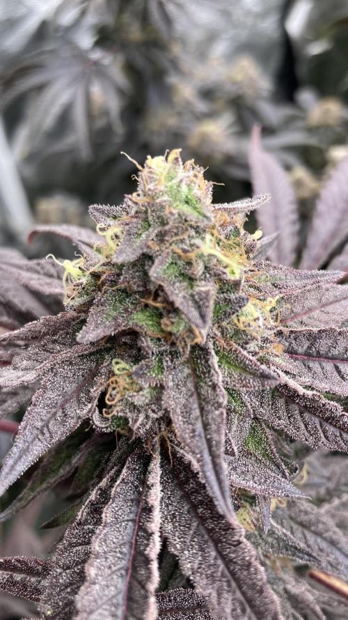 Pink Runtz x Hollywood (Cookies). Week 19