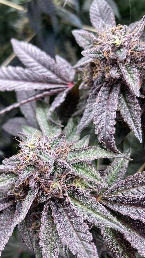 Pink Runtz x Hollywood (Cookies). Week 19