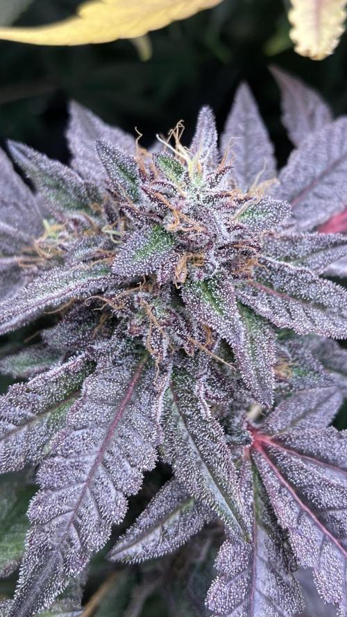 Pink Runtz x Hollywood (Cookies). Week 19