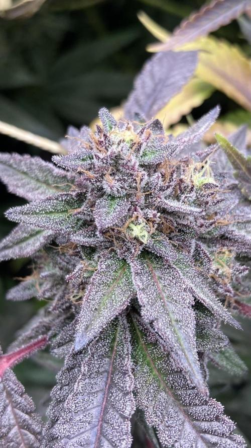 Pink Runtz x Hollywood (Cookies). Week 19