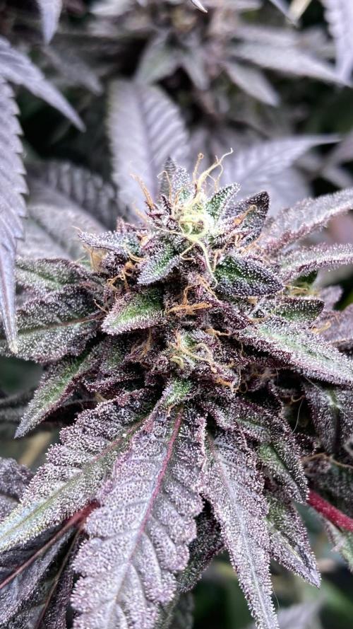 Pink Runtz x Hollywood (Cookies). Week 19