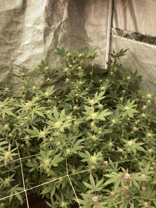 PLATINUMZ#2 (In House Genetics). Week 4