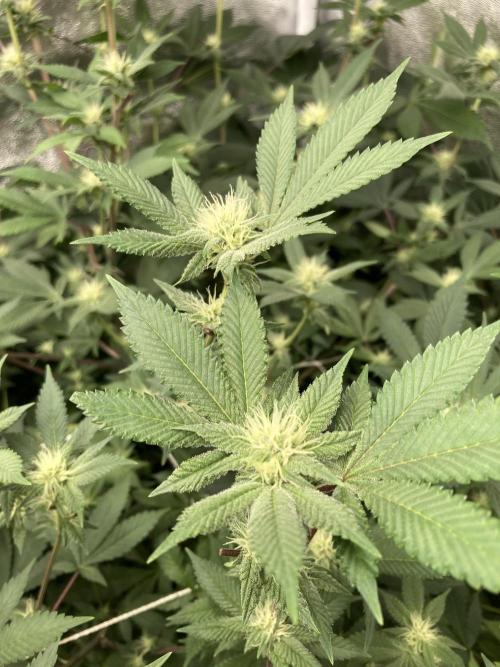 PLATINUMZ#2 (In House Genetics). Week 4