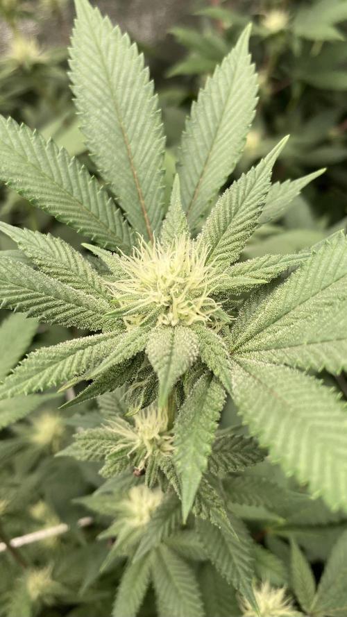 PLATINUMZ#2 (In House Genetics). Week 4