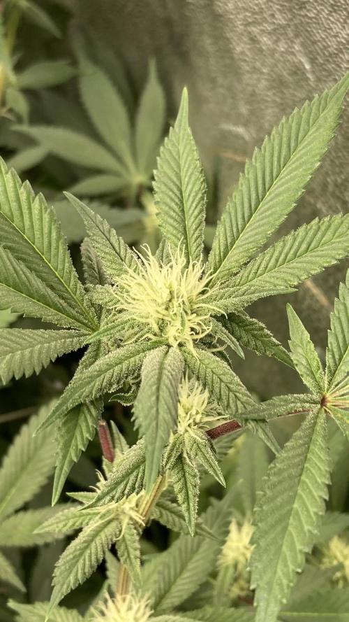 PLATINUMZ#2 (In House Genetics). Week 4