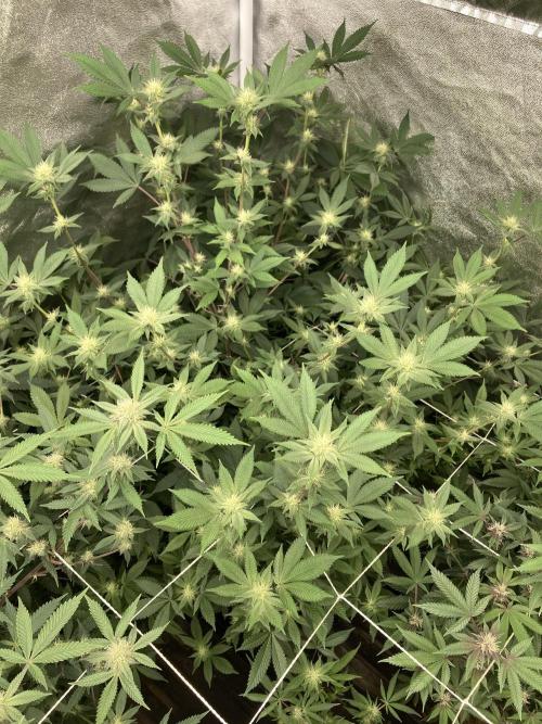 PLATINUMZ#2 (In House Genetics). Week 4