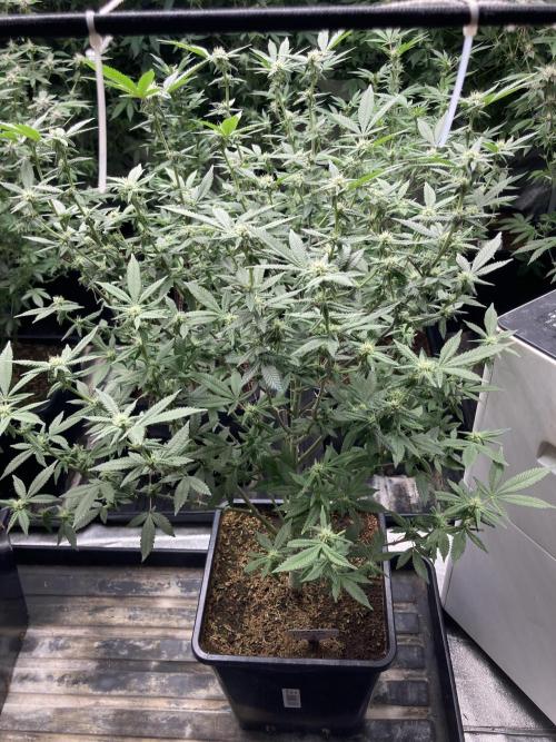 Glazed Pastries#3 (In House Genetics). Week 4