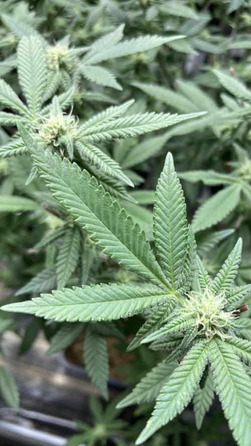 Glazed Pastries#3 (In House Genetics). Week 4