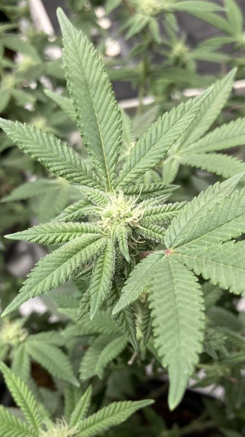 Glazed Pastries#3 (In House Genetics). Week 4