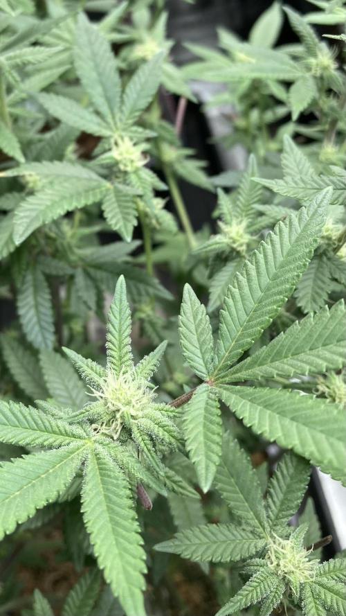 Glazed Pastries#3 (In House Genetics). Week 4