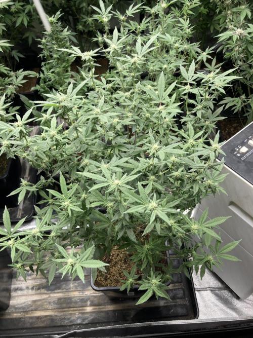 Glazed Pastries#3 (In House Genetics). Week 4