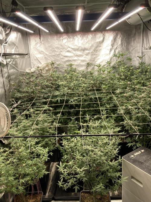 Colorado Nightshifter (Relentless). Week 20