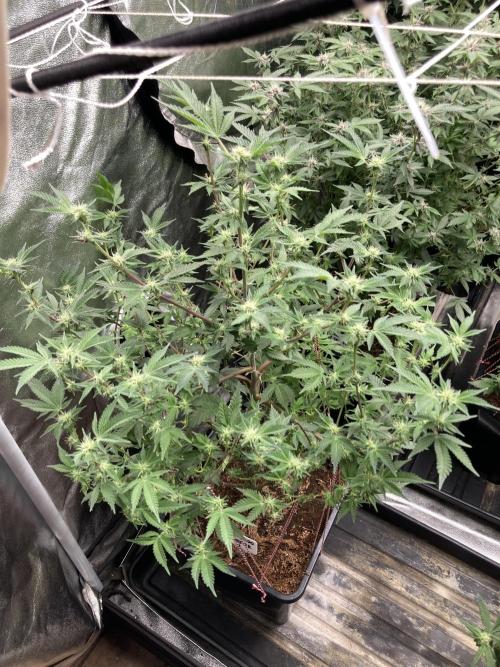 Colorado Nightshifter (Relentless). Week 20