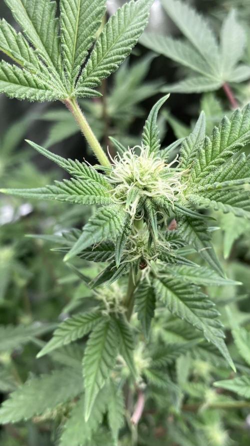 Colorado Nightshifter (Relentless). Week 20