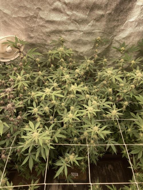 Colorado Nightshifter (Relentless). Week 20