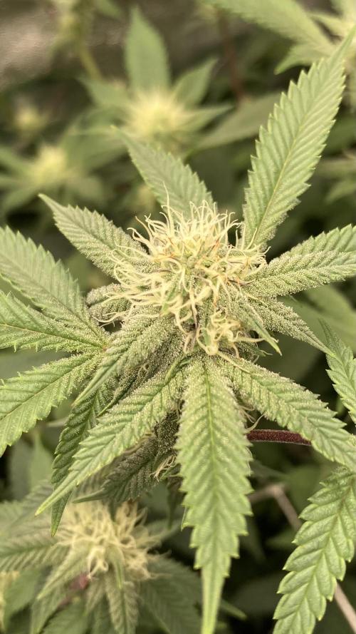 Colorado Nightshifter (Relentless). Week 20