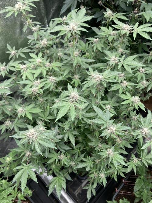 Colorado Nightshifter (Relentless). Week 20