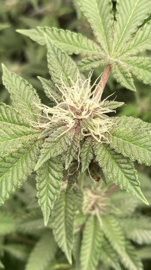 Colorado Nightshifter (Relentless). Week 20