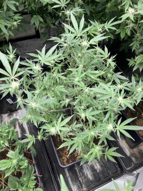 Colorado Nightshifter (Relentless). Week 20