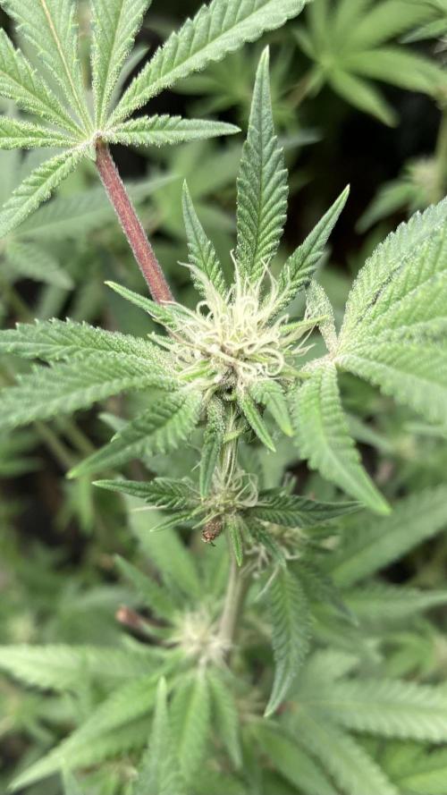 Colorado Nightshifter (Relentless). Week 20