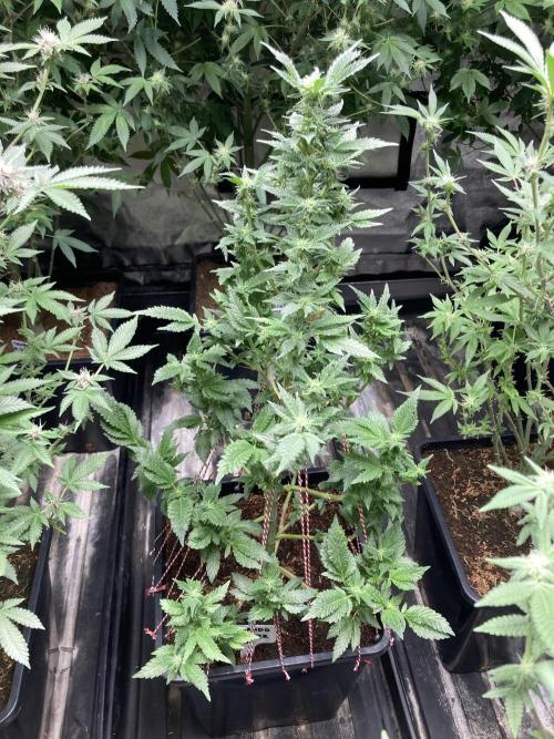 Colorado Nightshifter (Relentless). Week 20