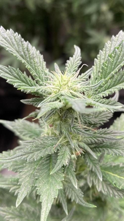 Colorado Nightshifter (Relentless). Week 20