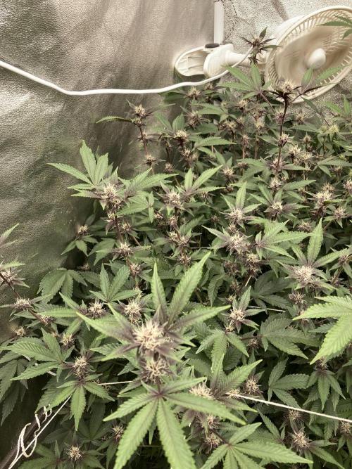 Colorado Nightshifter (Relentless). Week 20