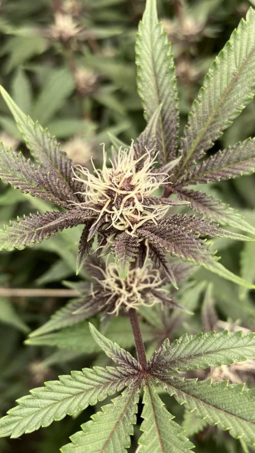 Colorado Nightshifter (Relentless). Week 20