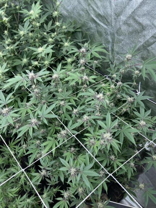 Colorado Nightshifter (Relentless). Week 20