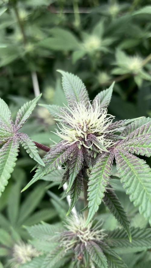 Colorado Nightshifter (Relentless). Week 20