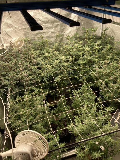 Colorado Nightshifter (Relentless). Week 20