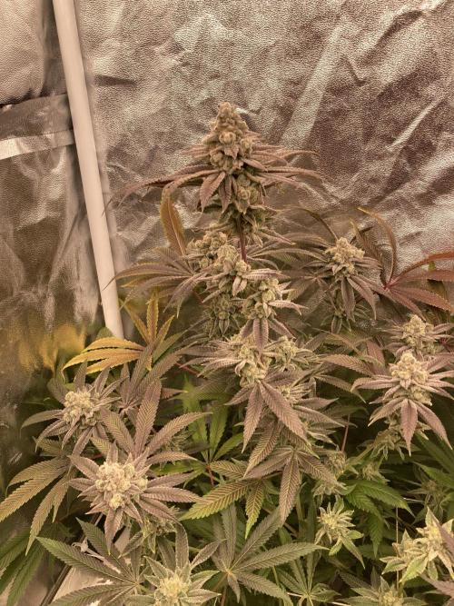 Glazed Pastries (In House Genetics). Week 18